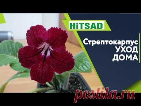 Стрептокарпус уход в Домашних Условиях ✔️