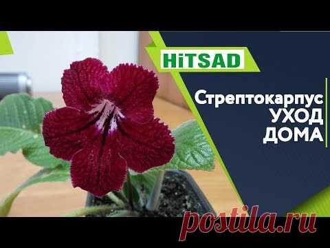 Стрептокарпус уход в Домашних Условиях ✔️