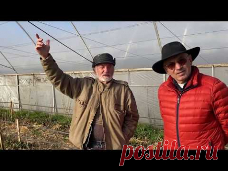 Как правильно выращивать клубнику Часть 2