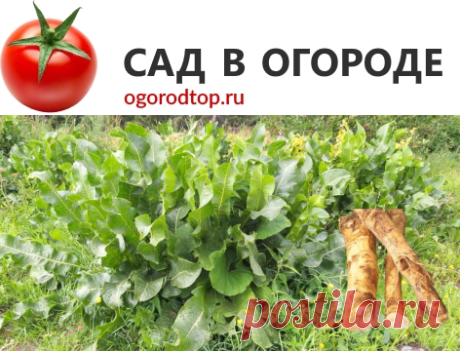 Рецепты хрена на зиму: вкусные заготовки в домашних условиях с уксусом, со свеклой, с лимоном, медом, маринованный и сушеный