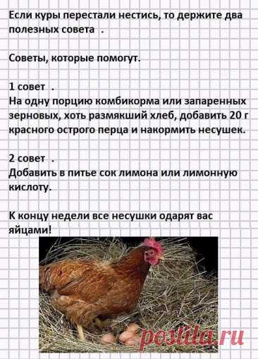 Были у нас на даче куры разных пород.