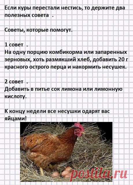Были у нас на даче куры разных пород. #отзыв #куры #породы