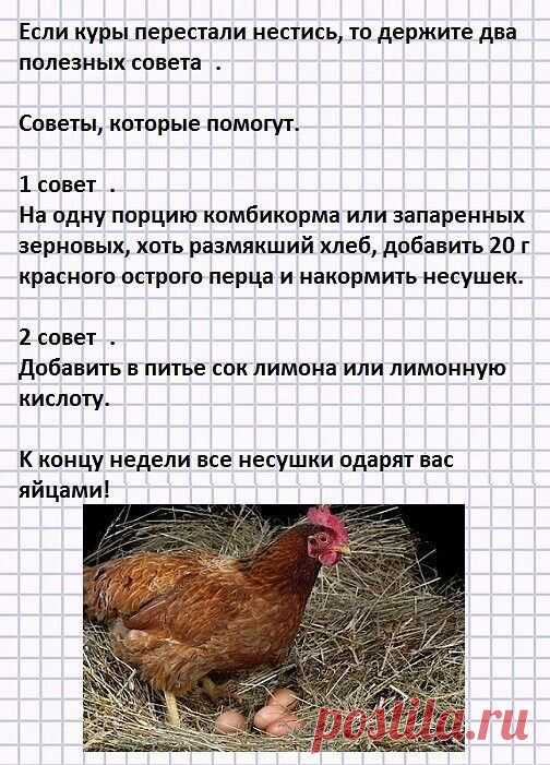 Были у нас на даче куры разных пород.