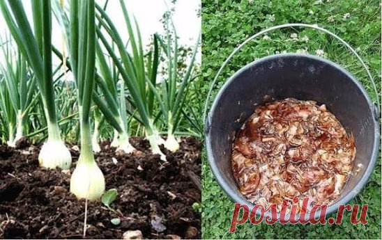 Луковая шелуха — клад для дачников 
Мы порой проходим мимо старых и проверенных средств повышения урожая или борьбы с вредителями и болезнями. 
Луковая шелуха — один из резервов повышения урожайности. Её отвар содержит полный набор таблицы Менделеева: кальций, калий, марганец, магний, железо, медь, селен, хром, бор, медь и т.д. Шелуха убивает патогенную микрофлору в почве, одновременно подкармливает растение микроэлементами. Действует на растения, как настойка женьшеня на человека. Отвар и насто