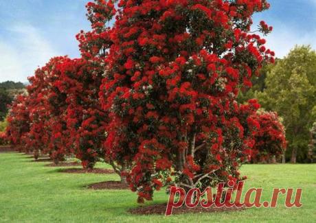 Новозеландский мед. Мед Рата, польза, отзыв