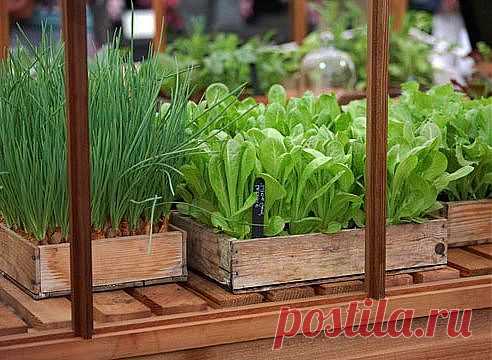 Как избавиться от вредителей на даче с помощью перцового раствора?