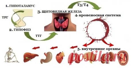 Гипотиреоз щитовидки у женщин - симптомы и лечение, препараты, диета