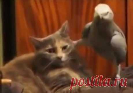 Попугай допрашивает кота