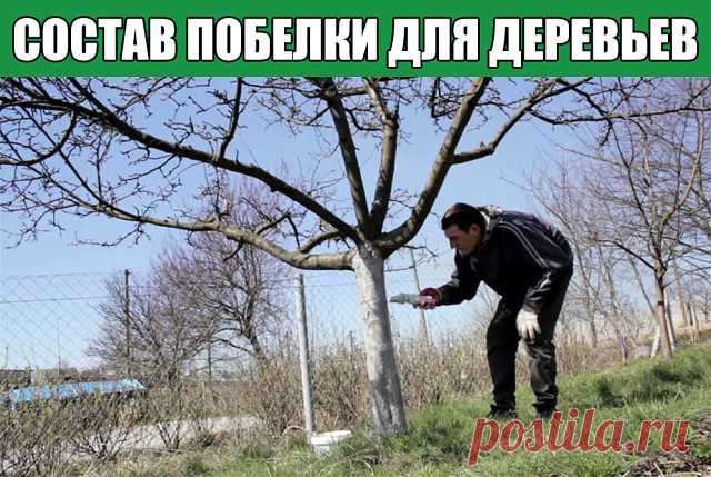 СОСТАВ ПОБЕЛКИ ДЛЯ ДЕРЕВЬЕВ СВОИМИ РУКАМИ

На 10-ти литровое ведро нам понадобиться: 
1. мел — 2-3 кг; 
2. медный купорос — 500 гр.; 
3. казеиновый клей — 100 гр. 

Приготовление: 
Медный купорос растворяют в горячей воде и казеиновом клее, добавляют мел. Полученный раствор по густоте, должен напоминать сметану. После одноразовой обработки данным раствором штамб и скелетные ветви деревьев приобретают более свежий и чистый вид. 
Этот состав более устойчив к дождям, держится...