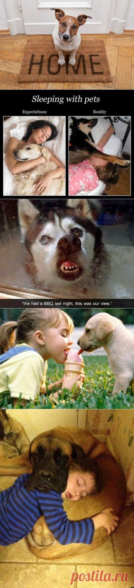 Если у вас есть собака(28 фото)