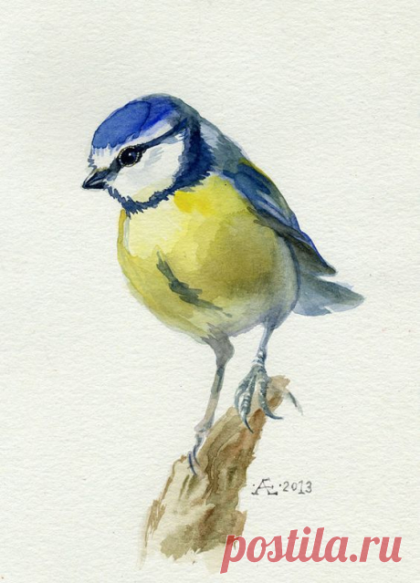 (591) Blue Bird print, watercolor bird, Blue Tit Bird, Cyanistes caeruleus, Chickadee family