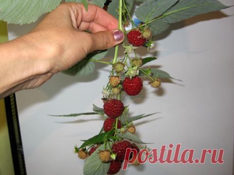 Как правильно обрезать малину осенью — подготовка растения к зиме | Мои Идеи Для Дачи и Сада