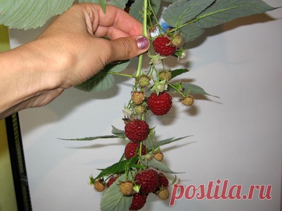 Как правильно обрезать малину осенью — подготовка растения к зиме | Мои Идеи Для Дачи и Сада