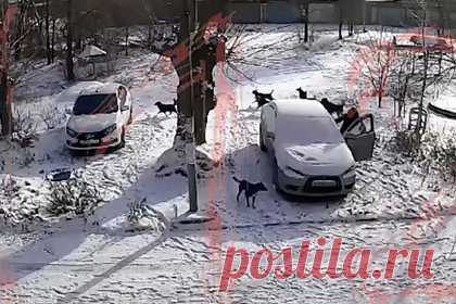 Россиянка отбилась от своры бродячих псов и попала на видео. Жительница Оренбургской области отбилась от стаи набросившихся на нее собак и попала на видео. На кадрах псы набрасываются на горожанку во дворе дома и окружают ее. Женщина пытается убежать от преследовавших ее животных. Через некоторое время ей удается спрятаться в автомобиле.