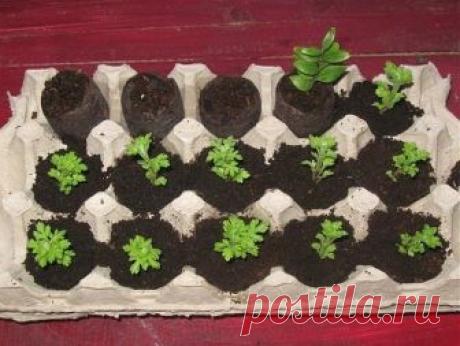 Полезное применение бумажных лотков для яиц на даче | Дом и сад | Яндекс Дзен