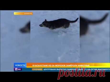 Парадоксальный "снегоапокалипсис": сильные морозы сковали Казахстан