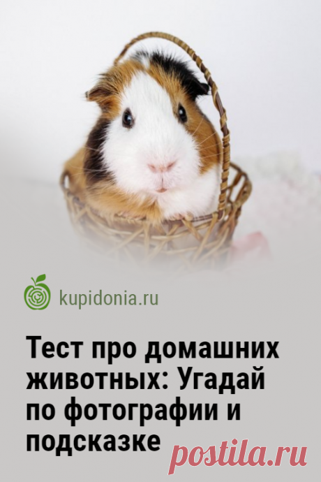 Тест про домашних животных: Угадай по фотографии и подсказке. Развлекательный тест с картинками о домашних животных. В нём вы найдете интересные вопросы с подсказками. Попробуйте ответить правильно на каждый из них!