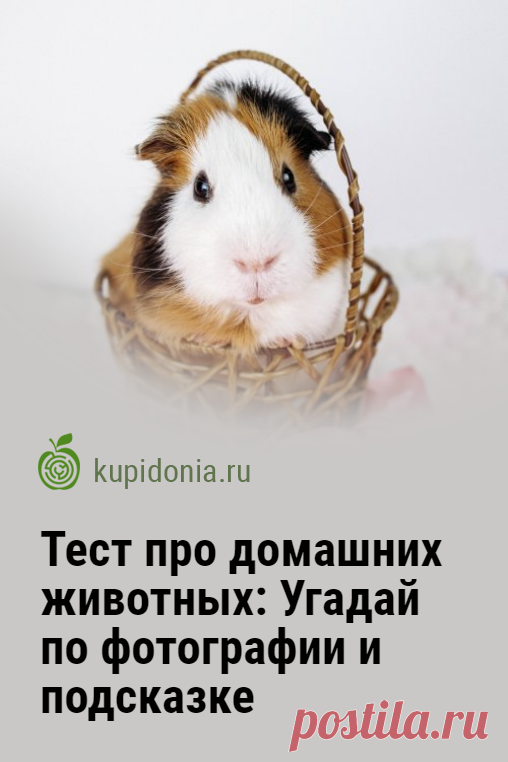 Тест про домашних животных: Угадай по фотографии и подсказке. Развлекательный тест с картинками о домашних животных. В нём вы найдете интересные вопросы с подсказками. Попробуйте ответить правильно на каждый из них!
