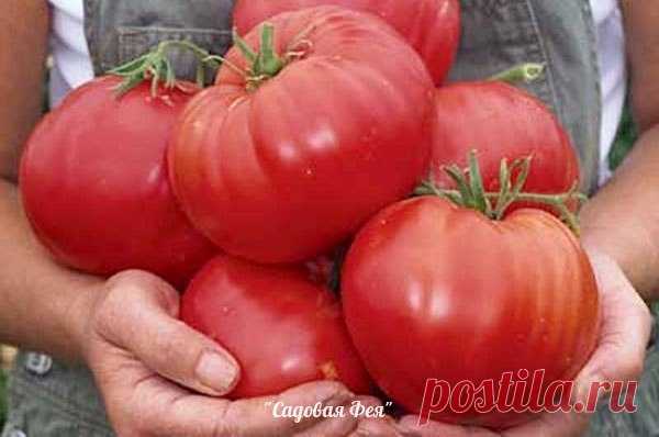 САМЫЕ ВКУСНЫЕ, САМЫЕ ЛЮБИМЫЕ…  ТОМАТЫ.