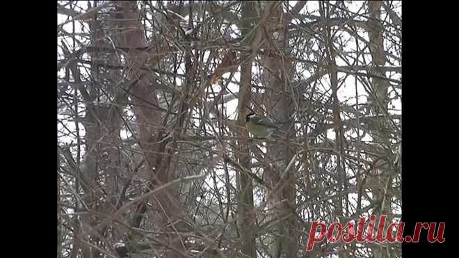 Олег Хромов "На белом покрывале января"