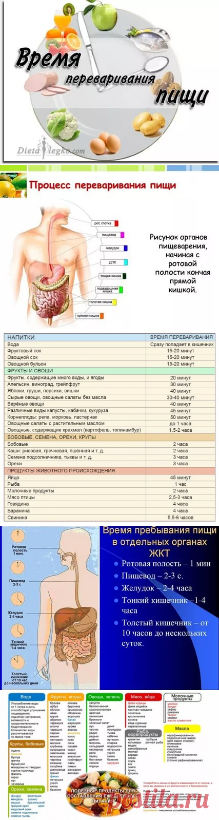 переваривание продуктов по времени таблица