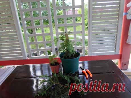 Как вырастить тую из черенка — 6 соток