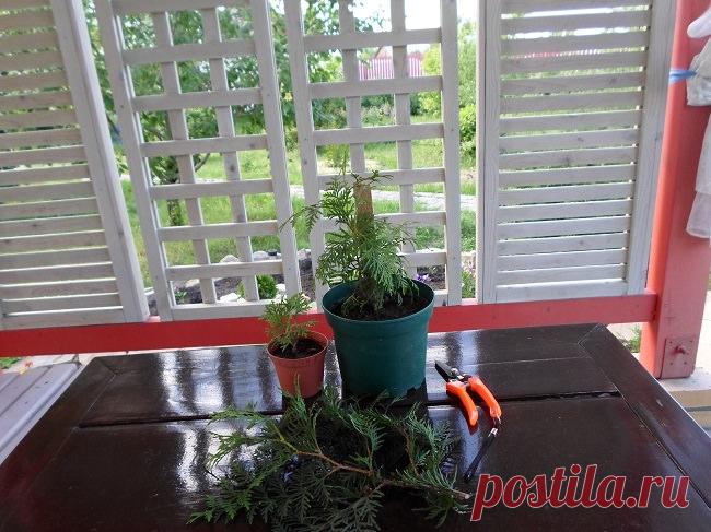 Как вырастить тую из черенка — 6 соток