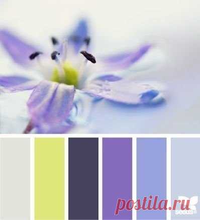 Сочетание цветов