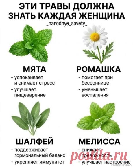 Травы, которые должна знать каждая женщина