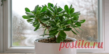 Как вырастить долларовое дерево из листа