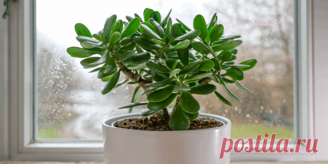 Как вырастить долларовое дерево из листа