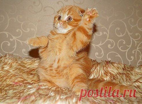 - Кто будет завтракать???
- Я буду сметанку.