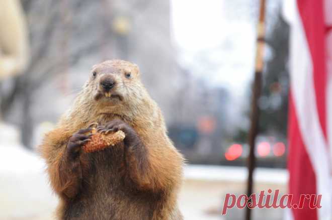 Сурок-метеоролог Фил из США предсказал раннюю весну в 2024 году. День сурка традиционно отмечается в США 2 февраля.