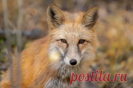 Fox Portrait in Autumn This fox was not afraid of people at all. He walked to me and posed for me to take this picture.