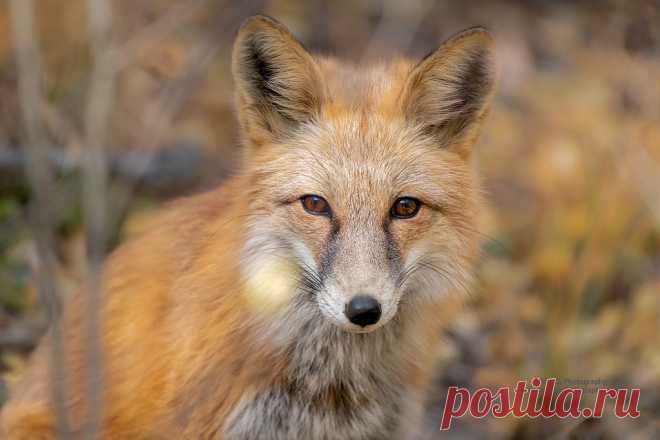Fox Portrait in Autumn This fox was not afraid of people at all. He walked to me and posed for me to take this picture.