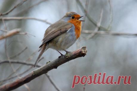 Зарянка, или малиновка: лесной огонёк, друг садовника | Кафедра зоологии | Яндекс Дзен