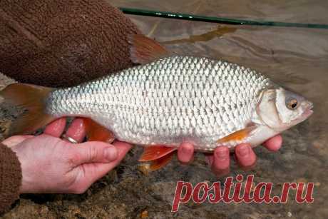 Ловим плотву