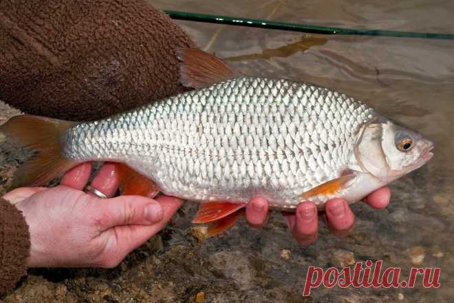 Ловим плотву