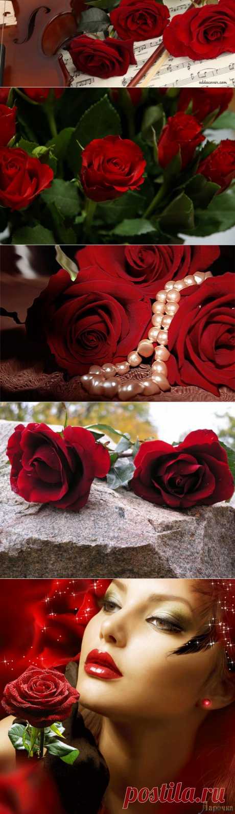 Почему так сладко пахнут розы, принося сумятицу в сердца?.