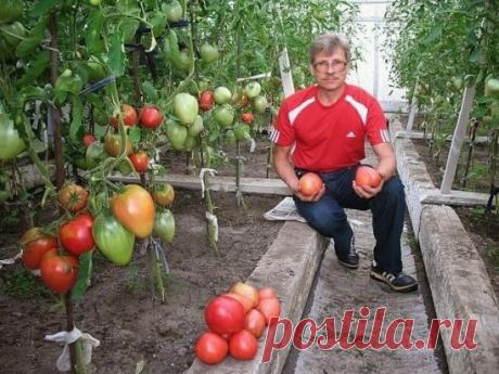 ОПРЫСКИВАЮ РАСТЕНИЯ НАСТОЕМ ИЗ ДРОЖЖЕЙ, И МОИ ПОМИДОРЫ И ОГУРЦЫ НИЧЕМ НЕ БОЛЕЮТ!