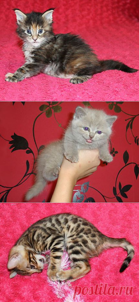 Котенок 1,5 месяца: содержание, уход и фото | ДОМАШНИЙ ОЧАГ