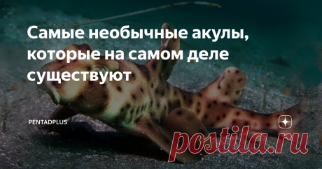 Самые необычные акулы, которые на самом деле существуют Неожиданные лапы, большой рот, необычный набор зубов, маскировка под коврик — встречайте самых странных из акул водного мира.