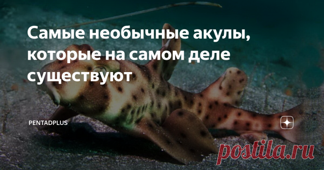 Самые необычные акулы, которые на самом деле существуют Неожиданные лапы, большой рот, необычный набор зубов, маскировка под коврик — встречайте самых странных из акул водного мира.