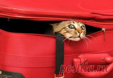 Кошки, которые не умеют играть в прятки
