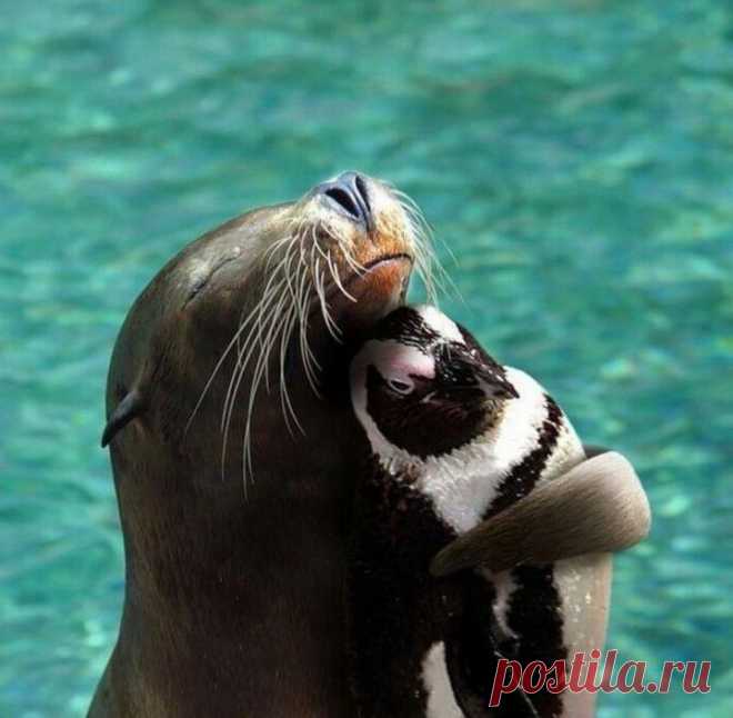 (+1) тема - Животные тоже умеют дружить! | Четвероногий юмор