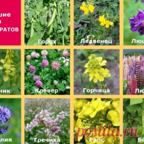 СИДЕРАТЫ, ИЛИ СВЯТО МЕСТО ПУСТО НЕ БЫВАЕТ
