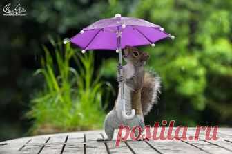 fotos-ardilla-paraguas-lluvia-max-ellis (2)