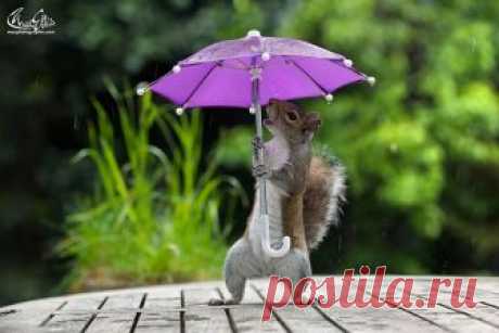 fotos-ardilla-paraguas-lluvia-max-ellis (2)
