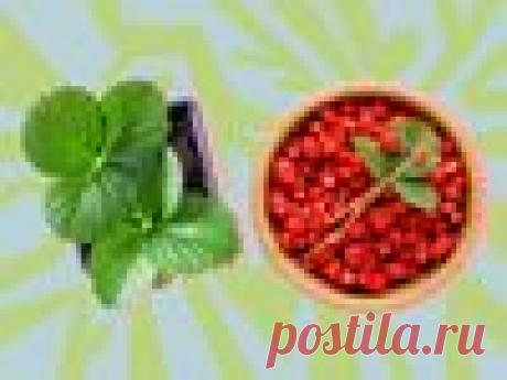 Как вырастить землянику на подоконнике / Ягоды будут круглый год – статья из рубрики "Как экономить" на Food.ru