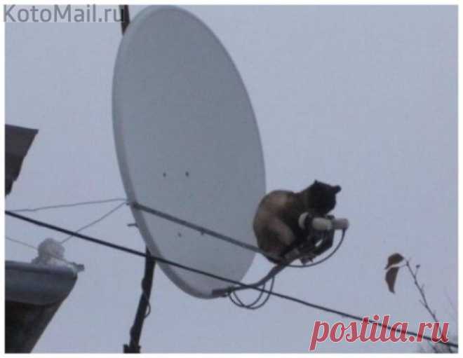 Настройщик антен)
